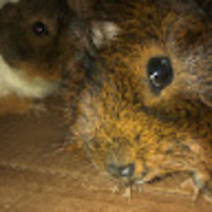 Meet your Posher, Heidy